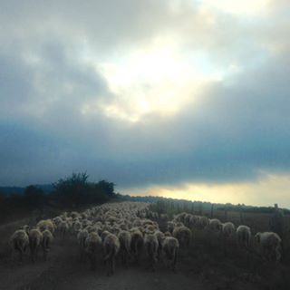 Azienda Le Cascine delle Pantane